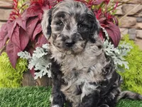Waves, a female Goldendoodle for sale in Boyden, IA – 2 of 10