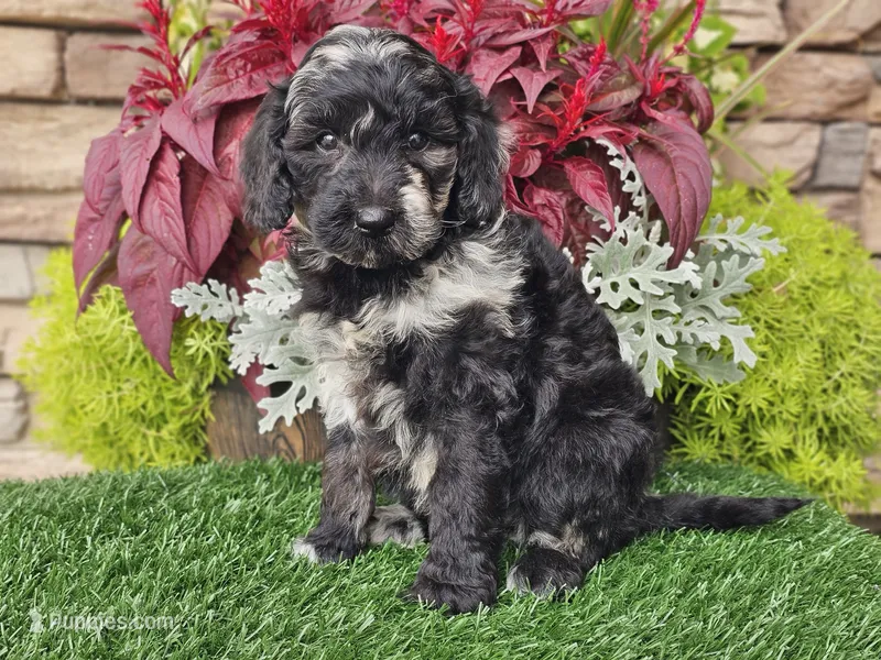 Whitley, a female Goldendoodle for sale in Boyden, IA – 1 of 10