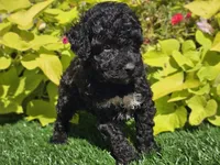 Pixie, a female Poodle - Miniature  for sale in Boyden, IA – 9 of 9
