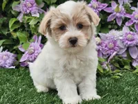 Cruz, a male Havapoo for sale in Boyden, IA – 9 of 10