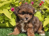 Navy, a female Shihpoo for sale in Boyden, IA – 10 of 10