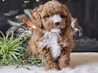 Kiwi, a male Cavapoo for sale in Boyden, IA – 9 of 10