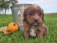 Oliver, a male Cavapoo for sale in Boyden, IA – 5 of 10