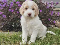 Millie, a female Goldendoodle for sale in Boyden, IA – 7 of 10