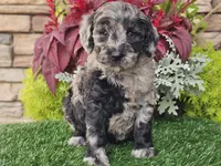 Waves, a female Goldendoodle for sale in Boyden, IA – 7 of 10