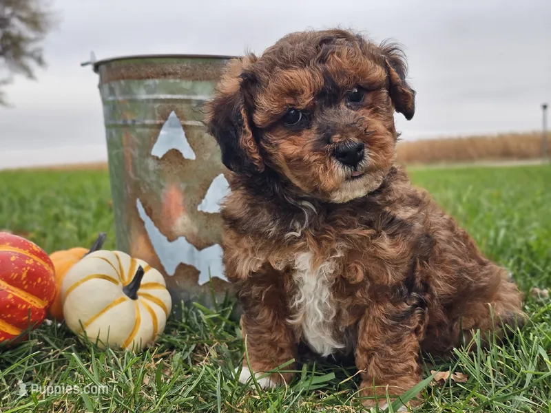 Banjo – Havapoo puppy for sale in Boyden, IA