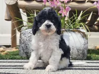 Turbo, a male Cavapoo for sale in Boyden, IA – 3 of 10