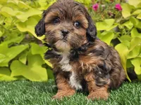 Nova, a female Shihpoo for sale in Boyden, IA – 8 of 10