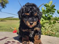 Ian, a male Havapoo for sale in Boyden, IA – 7 of 10