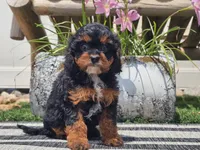 Talia, a female Cavapoo for sale in Boyden, IA – 8 of 10