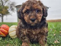 Benny, a male Havapoo for sale in Boyden, IA – 3 of 10