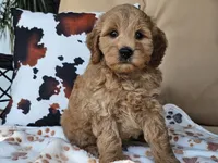 Jax, a male Miniature Goldendoodle for sale in Boyden, IA – 6 of 10