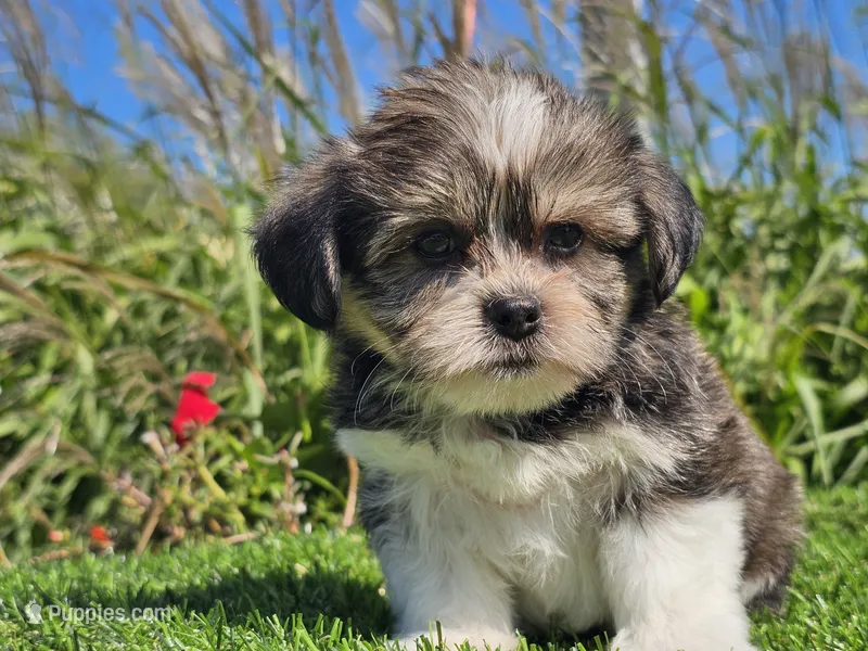 Evan – Shorkie puppy for sale in Boyden, IA