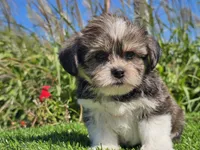 Evan, a male Shorkie for sale in Boyden, IA – 1 of 10
