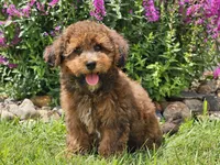Scooby, a male Havapoo for sale in Boyden, IA – 2 of 6