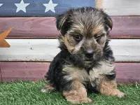 Keegan , a male Morkie for sale in Boyden, IA – 7 of 10