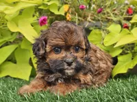 Nugget, a male Shihpoo for sale in Boyden, IA – 7 of 10