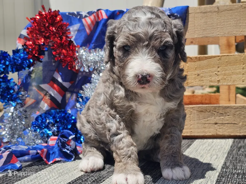 Keksi – Bernedoodle puppy for sale in Boyden, IA