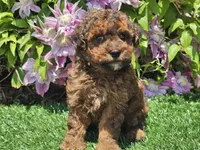 Scooby, a male Havapoo for sale in Boyden, IA – 7 of 10
