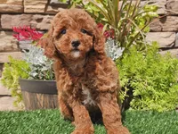 Desmond, a male Poodle - Miniature  for sale in Boyden, IA – 8 of 10