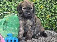 Forest , a male Whoodle for sale in Boyden, IA – 5 of 10