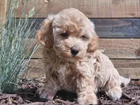 Raya, a female Havapoo for sale in Boyden, IA – 5 of 10