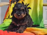 Suki, a male Miniature Bernedoodle for sale in Boyden, IA – 10 of 10