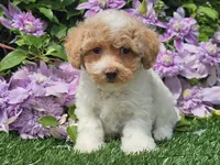 Cardi, a female Havapoo for sale in Boyden, IA – 10 of 10