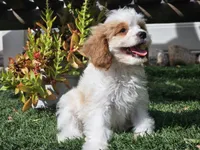 Greta, a female Cavapoo for sale in Boyden, IA – 2 of 10