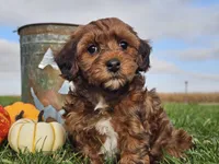 Buster, a male Havapoo for sale in Boyden, IA – 3 of 10