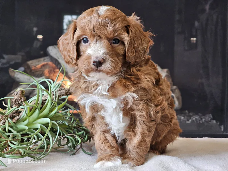 Kit – Cavapoo puppy for sale in Boyden, IA