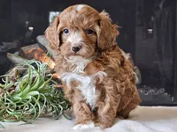 Kit, a male Cavapoo for sale in Boyden, IA – 1 of 10