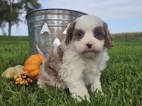 Omira, a female Cavapoo for sale in Boyden, IA – 7 of 10
