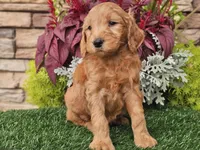 Wally, a male Goldendoodle for sale in Boyden, IA – 7 of 10