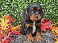 Teddy, a male Cavapoo for sale in Boyden, IA – 3 of 10
