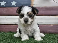 Kolja, a female Morkie for sale in Boyden, IA – 4 of 10