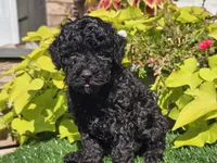 Panda, a male Poodle - Miniature  for sale in Boyden, IA – 10 of 10