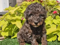 Pebbles, a male Poodle - Miniature  for sale in Boyden, IA – 2 of 10