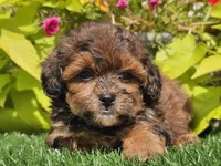 Neo, a male Shihpoo for sale in Boyden, IA – 5 of 10