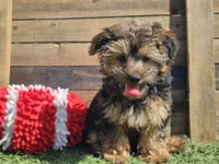 Laszlo, a male Yorkipoo for sale in Boyden, IA – 6 of 10