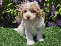 Simba, a male Havapoo for sale in Boyden, IA – 10 of 10