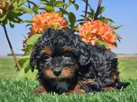 Jeska, a female Miniature Aussiedoodle for sale in Boyden, IA – 2 of 10