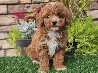 Django, a male Poodle - Miniature  for sale in Boyden, IA – 6 of 10