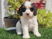 Gemma, a female Cavapoo for sale in Boyden, IA – 3 of 10