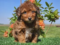 Jimmy, a male Miniature Aussiedoodle for sale in Boyden, IA – 2 of 10