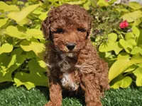 Peanut , a male Poodle - Miniature  for sale in Boyden, IA – 5 of 10