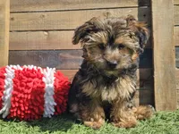 Laszlo, a male Yorkipoo for sale in Boyden, IA – 7 of 10