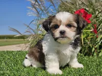 Emily, a female Shorkie for sale in Boyden, IA – 5 of 10