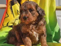 Stitch, a male Miniature Bernedoodle for sale in Boyden, IA – 8 of 10