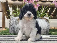 Turbo, a male Cavapoo for sale in Boyden, IA – 9 of 10